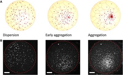 A computational framework for testing hypotheses of the minimal mechanical requirements for cell aggregation using early annual killifish embryogenesis as a model